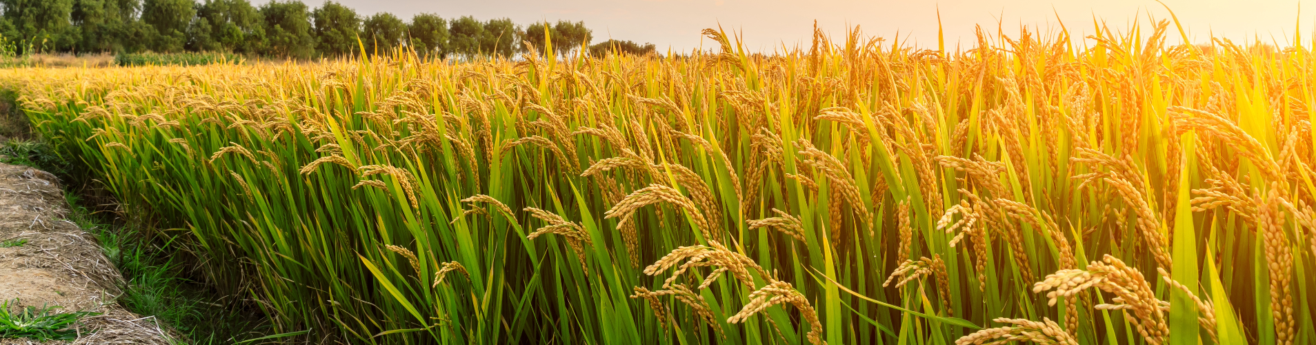 Rice field.